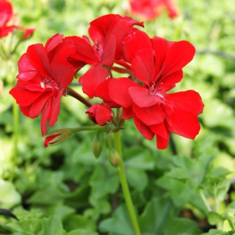 Nasze pelargonie