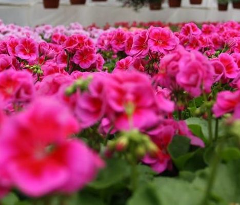 Nasze pelargonie