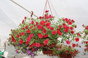 IMG 9072